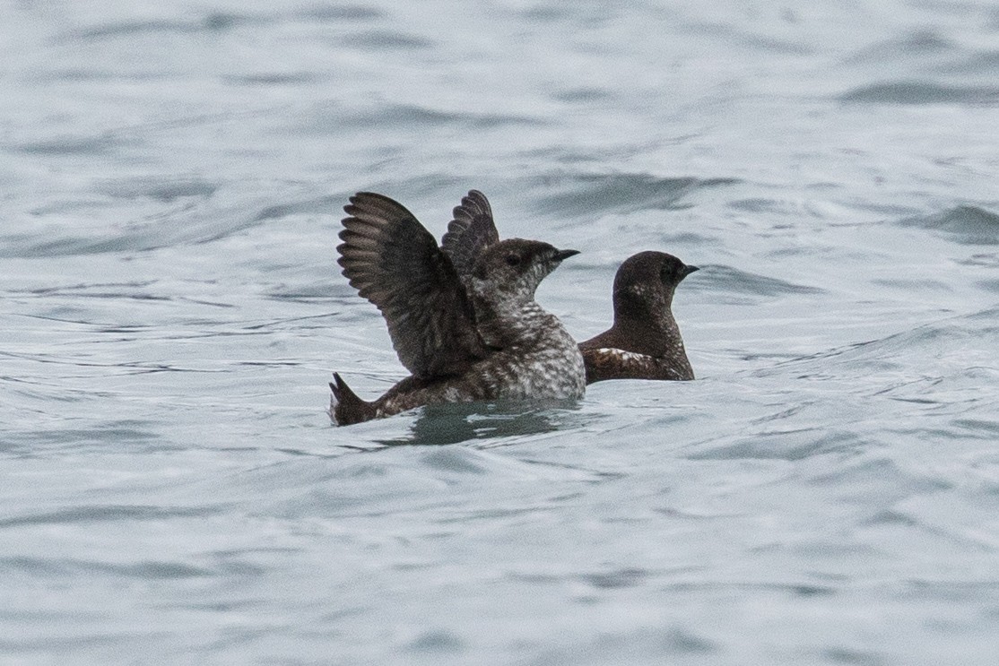 Marbled Murrelet - ML614069752