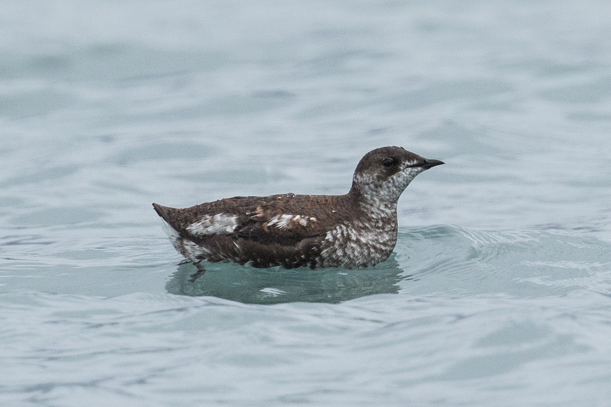 Marbled Murrelet - ML614069753