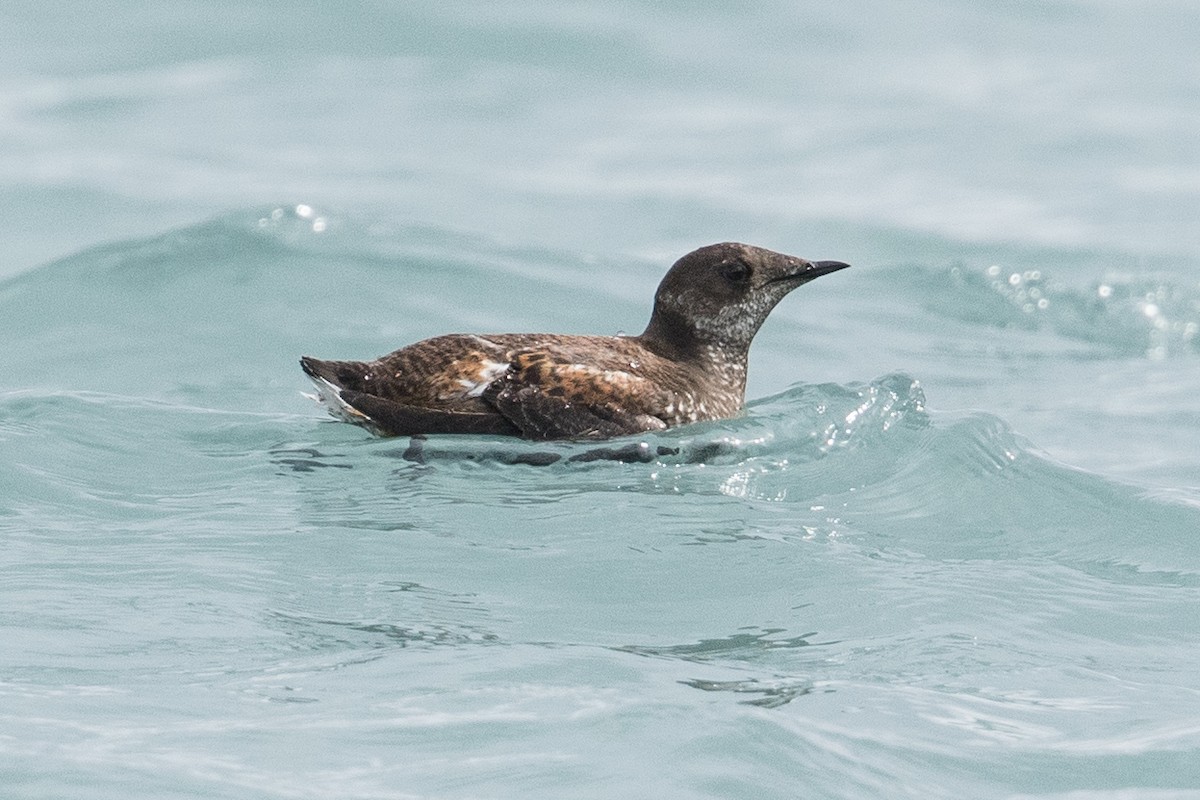 Marbled Murrelet - ML614069754