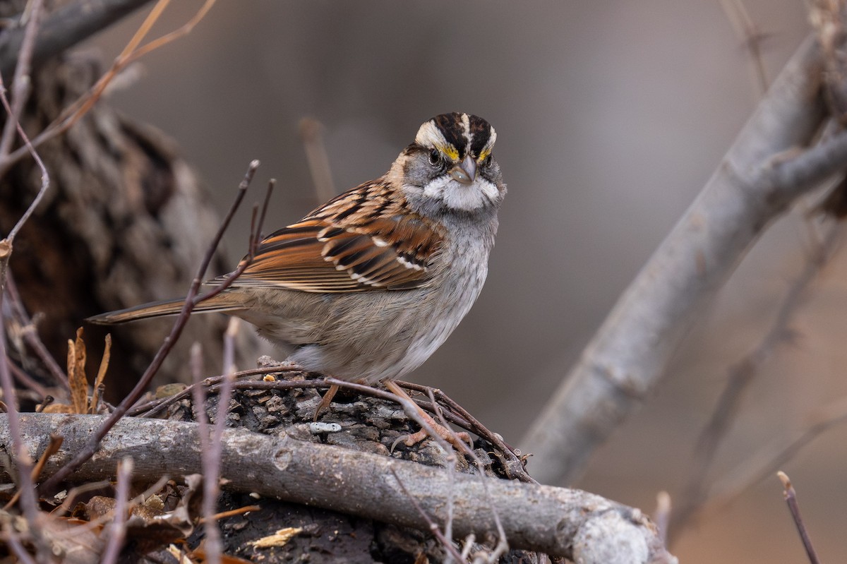 White-throated Sparrow - Evan Grimes