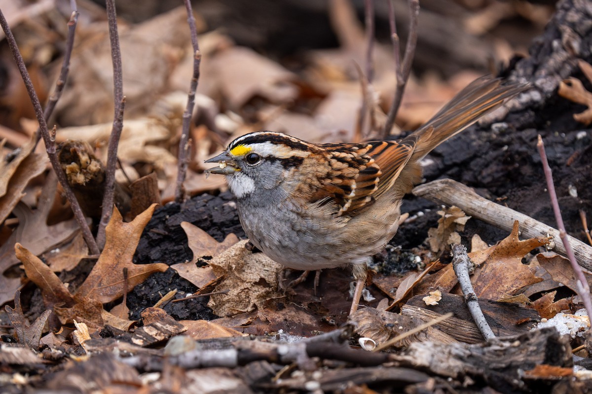 White-throated Sparrow - ML614069795