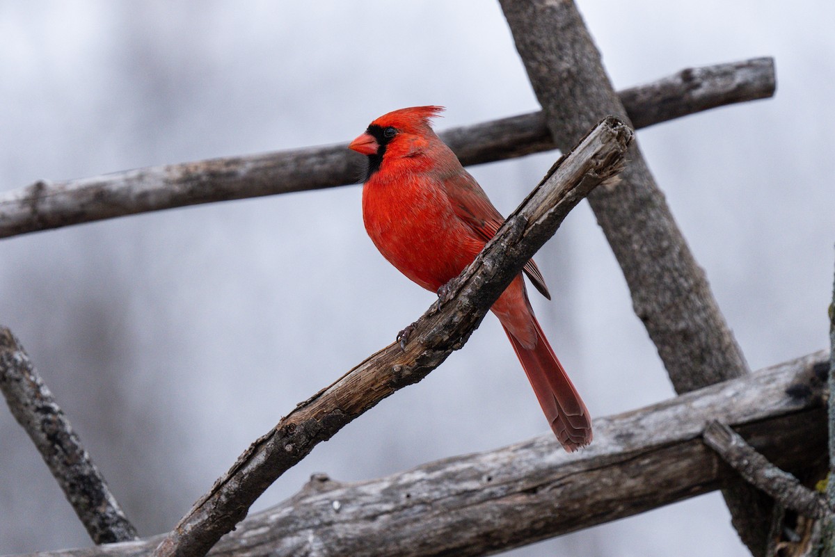 Northern Cardinal - ML614069812