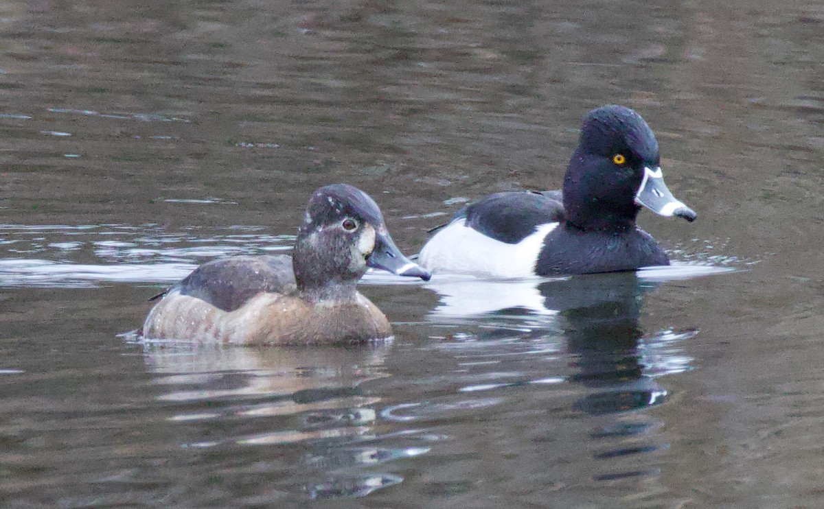 Ring-necked Duck - Michael Yellin