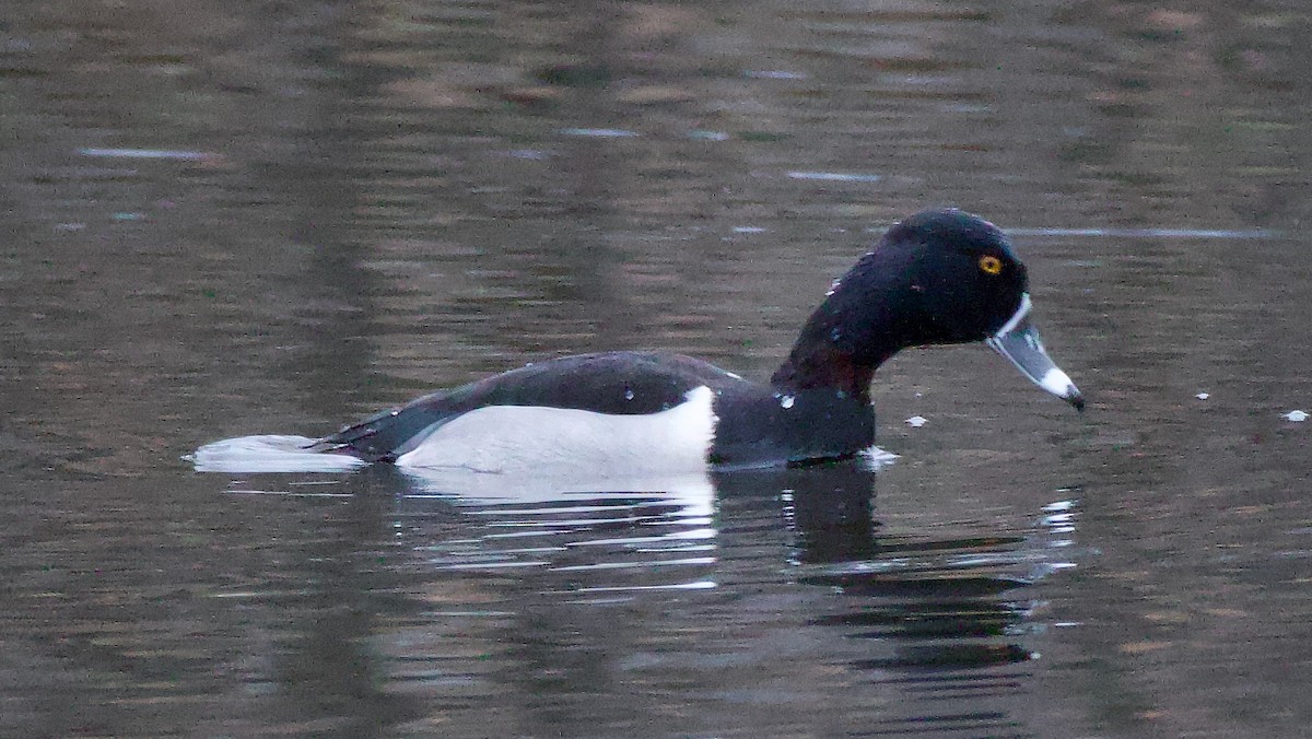 Ring-necked Duck - ML614069907