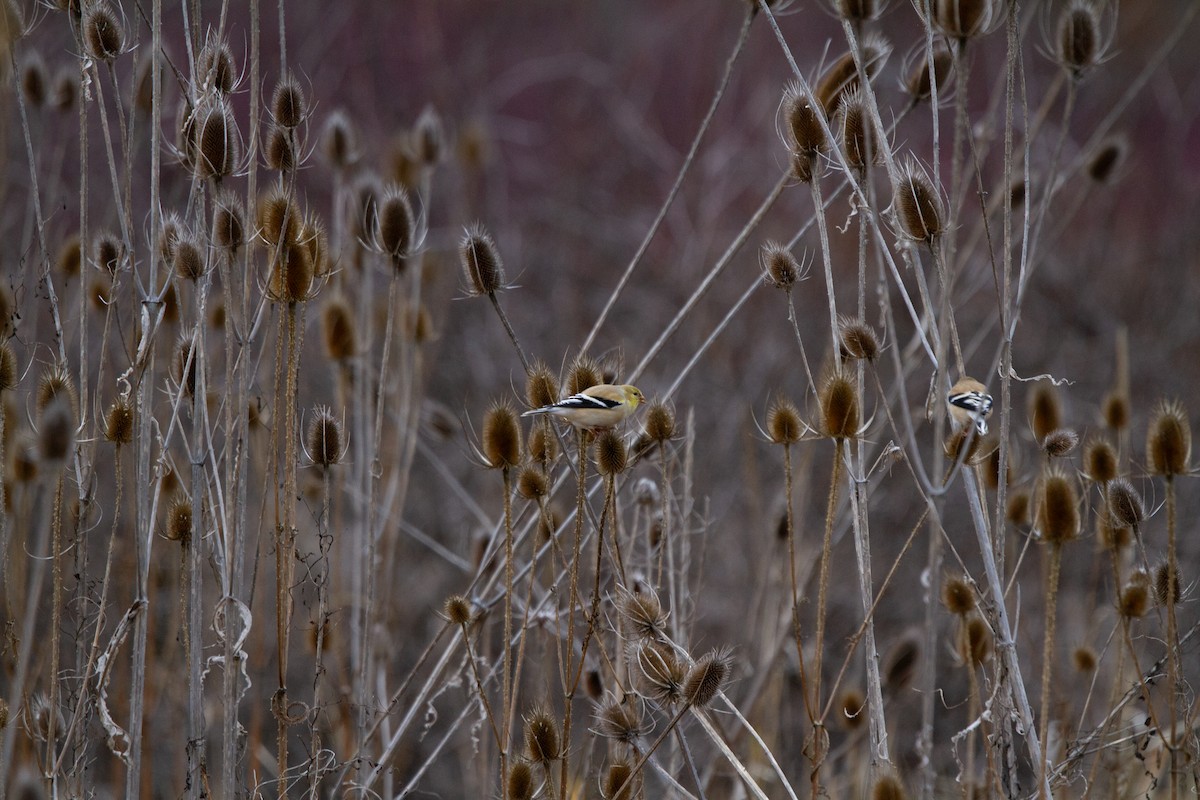 American Goldfinch - ML614069933