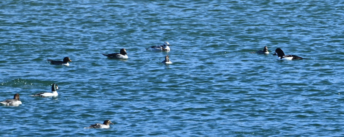 Barrow's Goldeneye - ML614069934