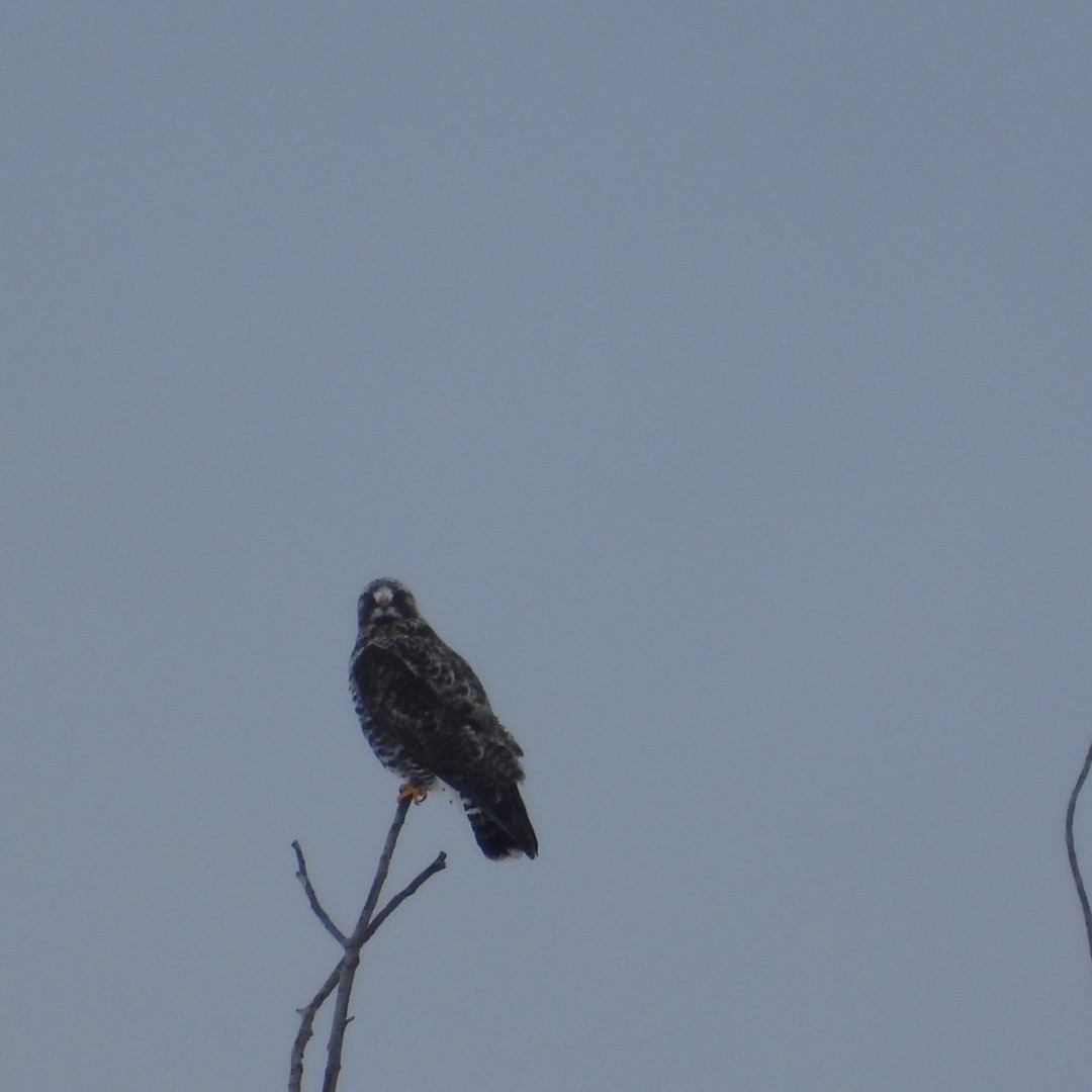 Rough-legged Hawk - ML614069953