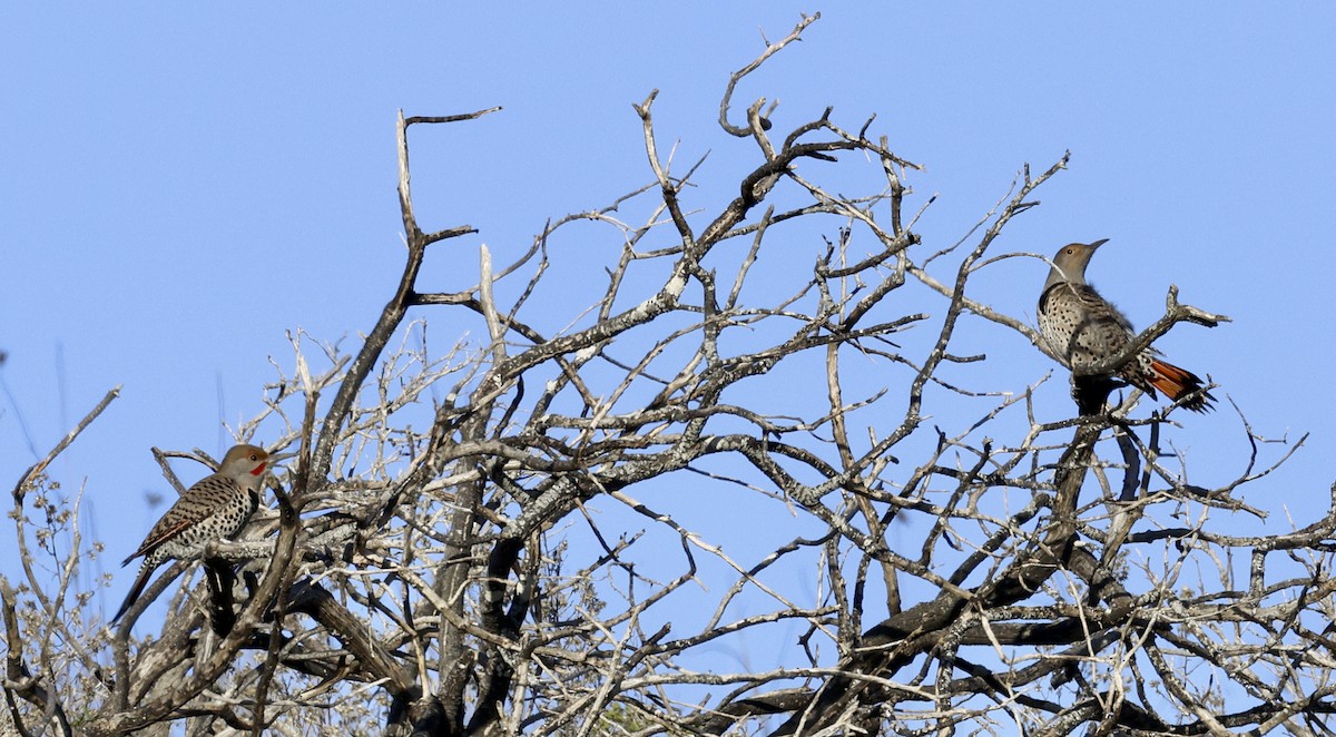 Northern Flicker - ML614070028