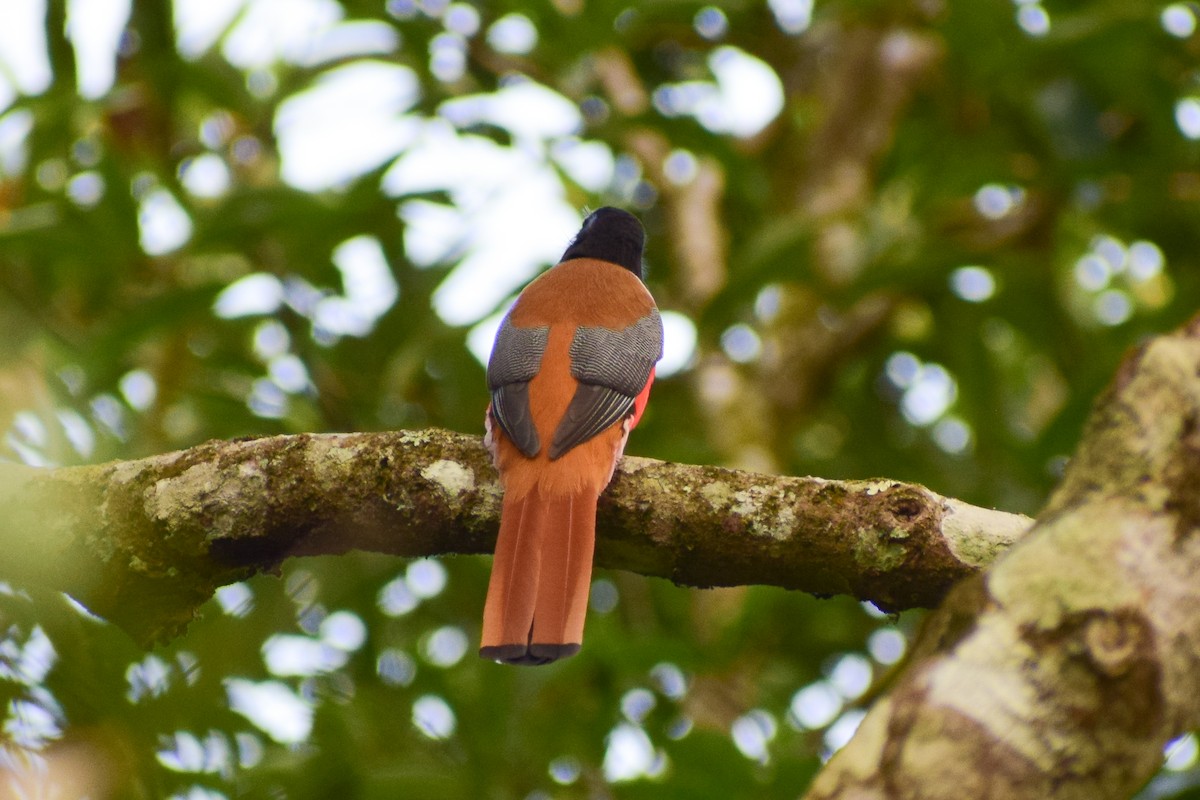 Malabar Trogon - ML614070160