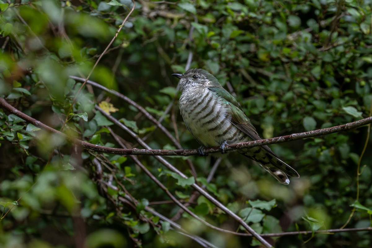 Shining Bronze-Cuckoo - ML614070205