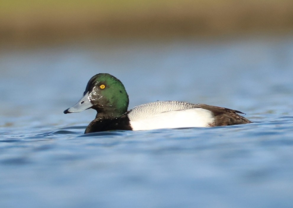 Greater Scaup - ML614070281