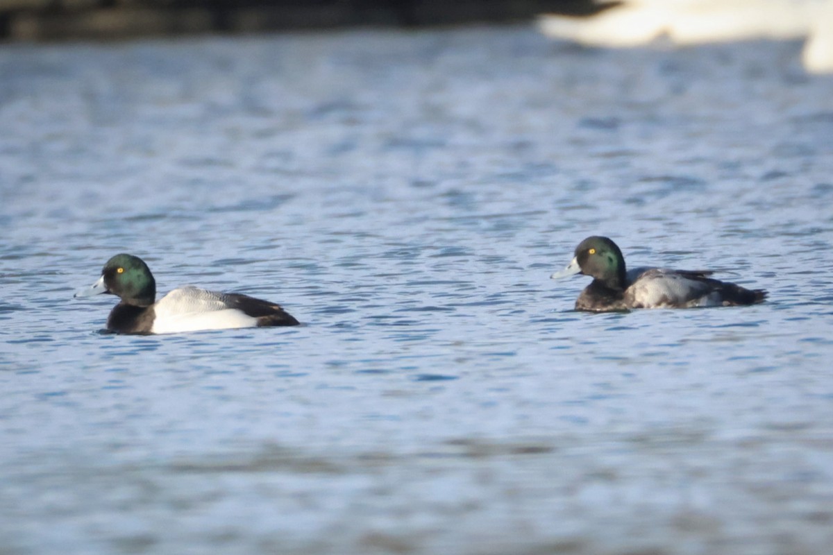 Greater Scaup - ML614070282