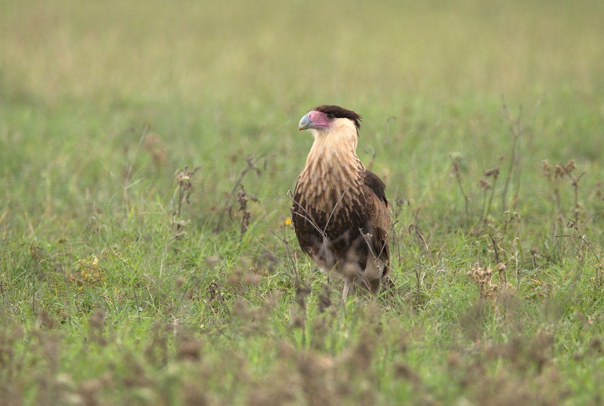 Caracara huppé - ML614070337