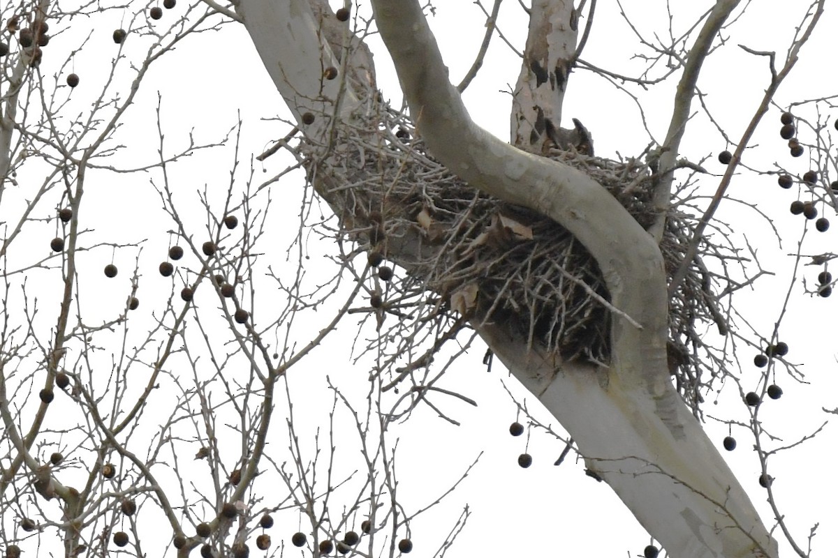 Great Horned Owl - ML614070442