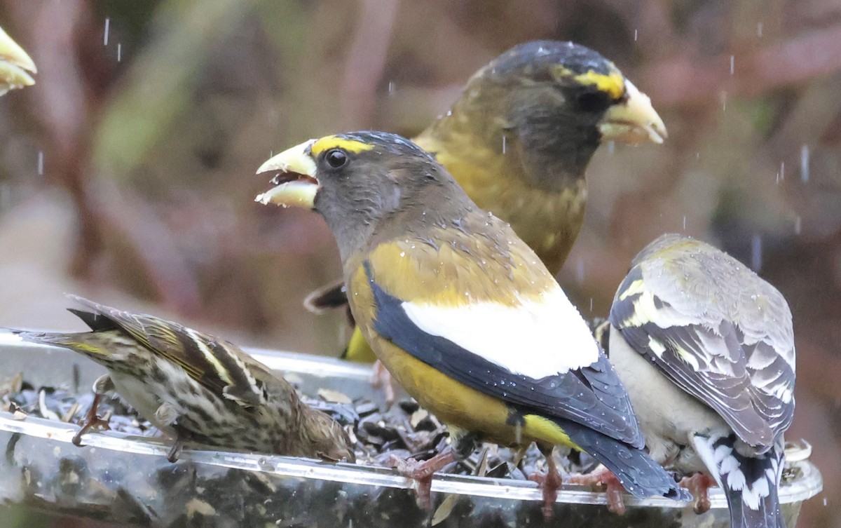 Evening Grosbeak - Gretchen Framel