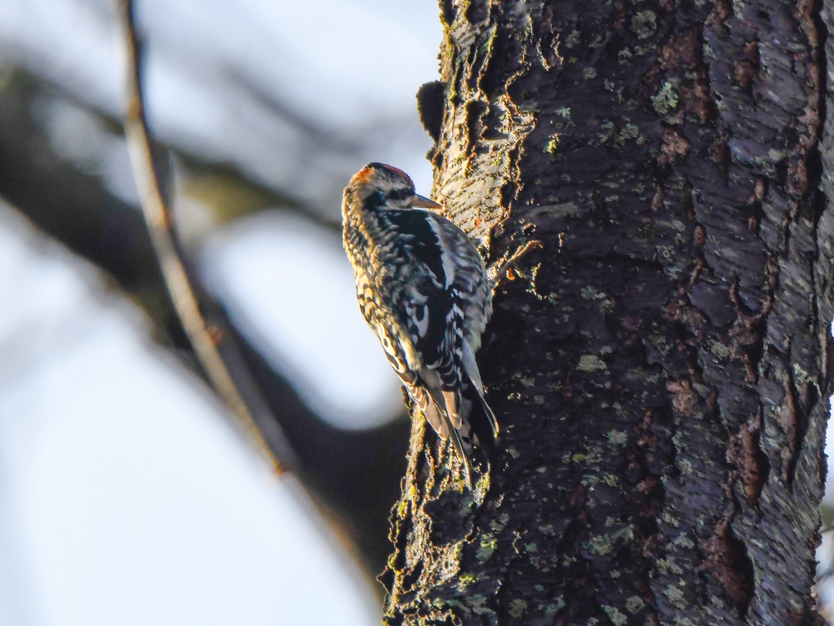 Yellow-bellied Sapsucker - ML614070730