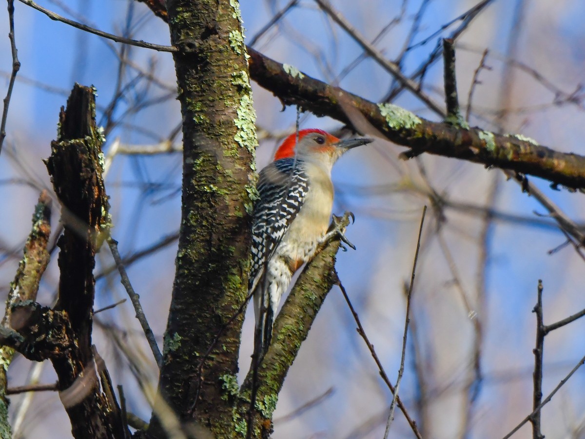 Red-bellied Woodpecker - Richard Leonard