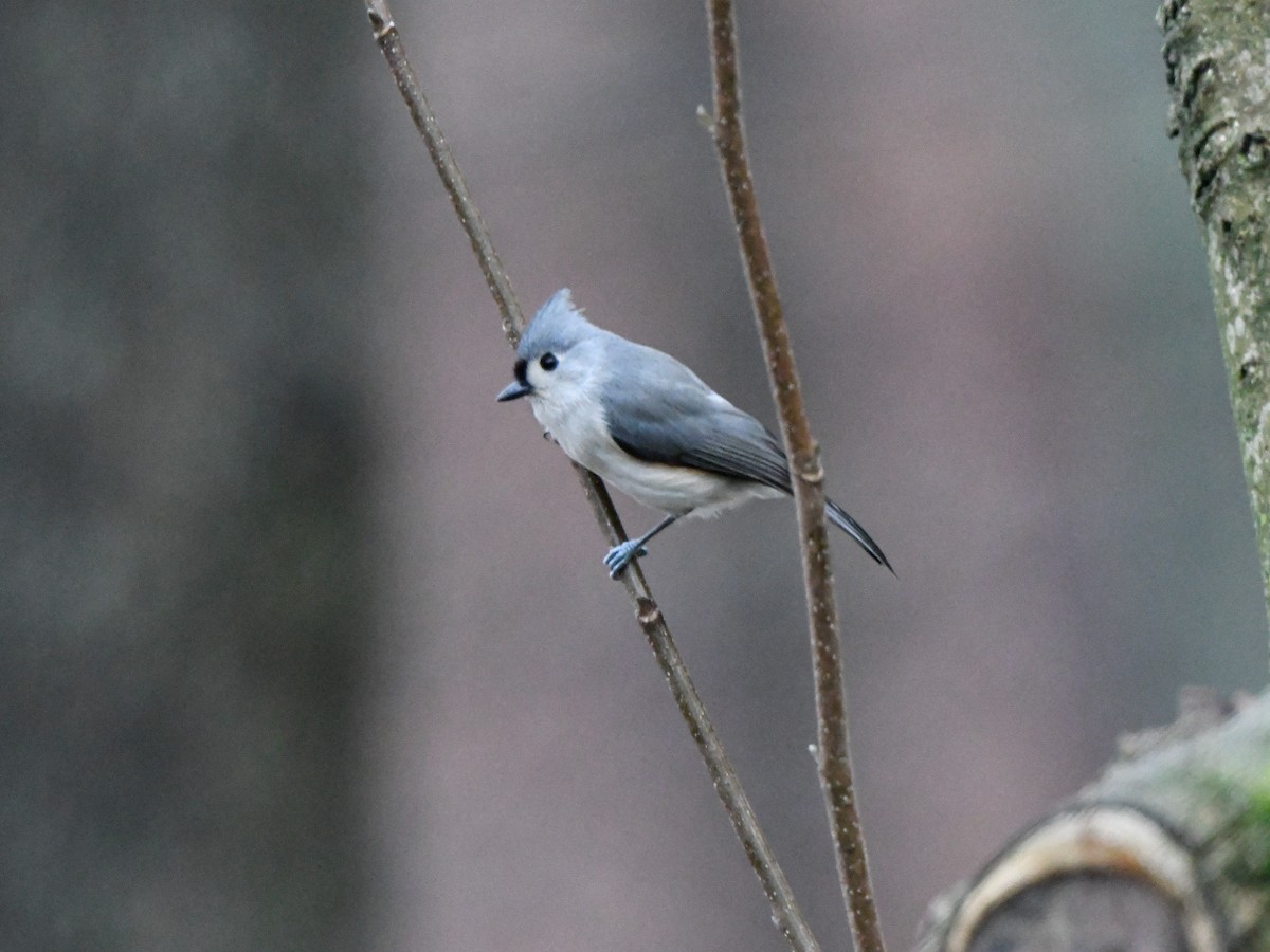 Tufted Titmouse - Richard Leonard