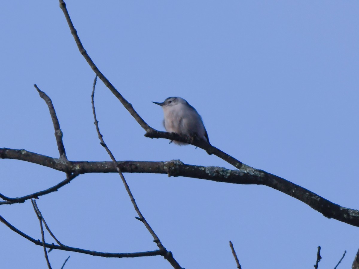 White-breasted Nuthatch - ML614070792