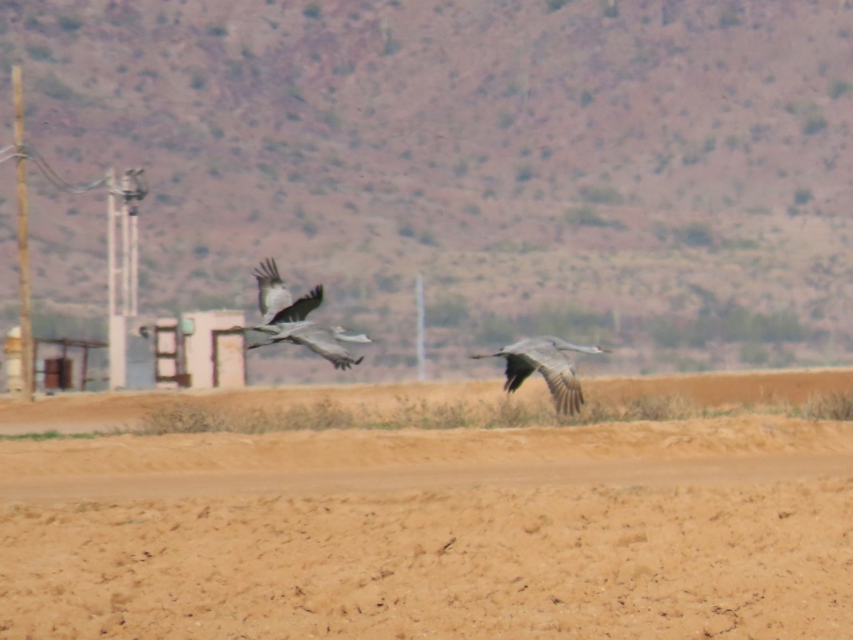 Sandhill Crane - ML614070820