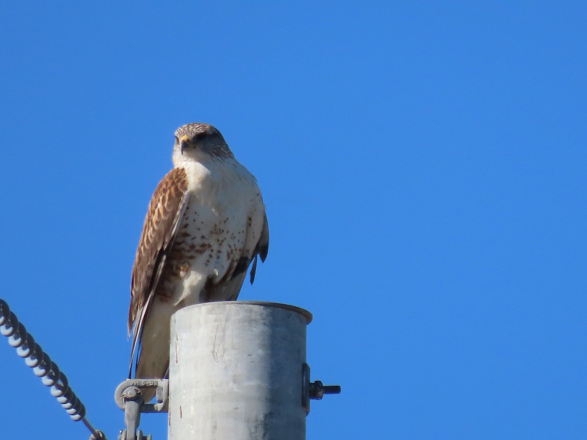 Ferruginous Hawk - ML614070841