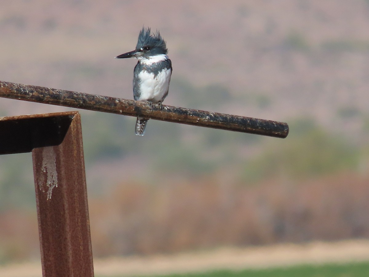 Belted Kingfisher - ML614070848