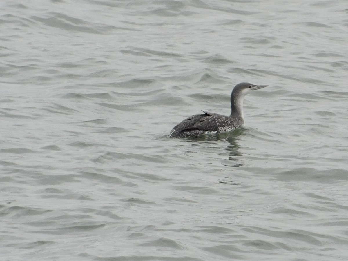 Red-throated Loon - ML614070926