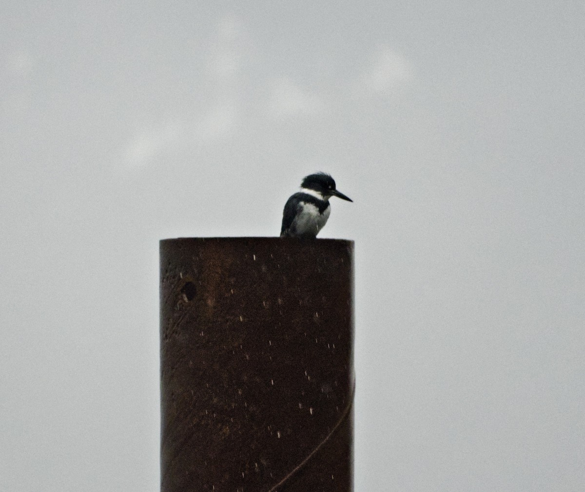 Belted Kingfisher - Robin Rowland