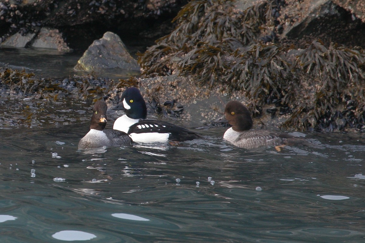 Barrow's Goldeneye - ML614070998