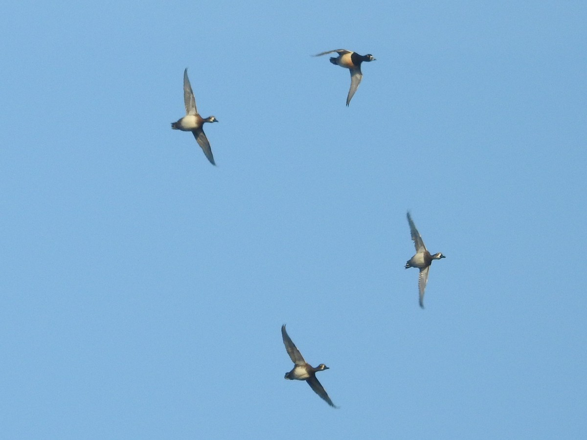 Ring-necked Duck - ML614071065