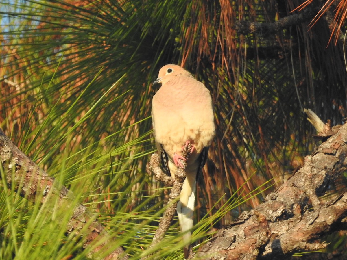 Mourning Dove - ML614071068