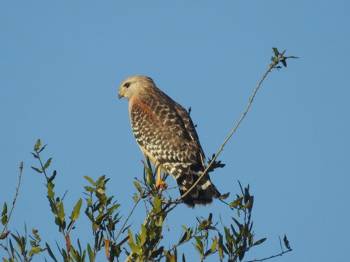 Red-shouldered Hawk (extimus) - ML614071071