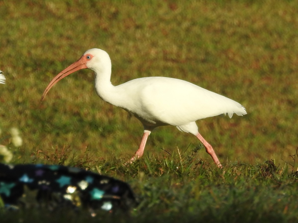 White Ibis - ML614071072