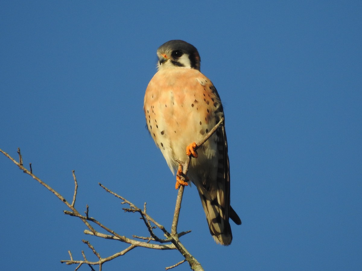 American Kestrel - ML614071084