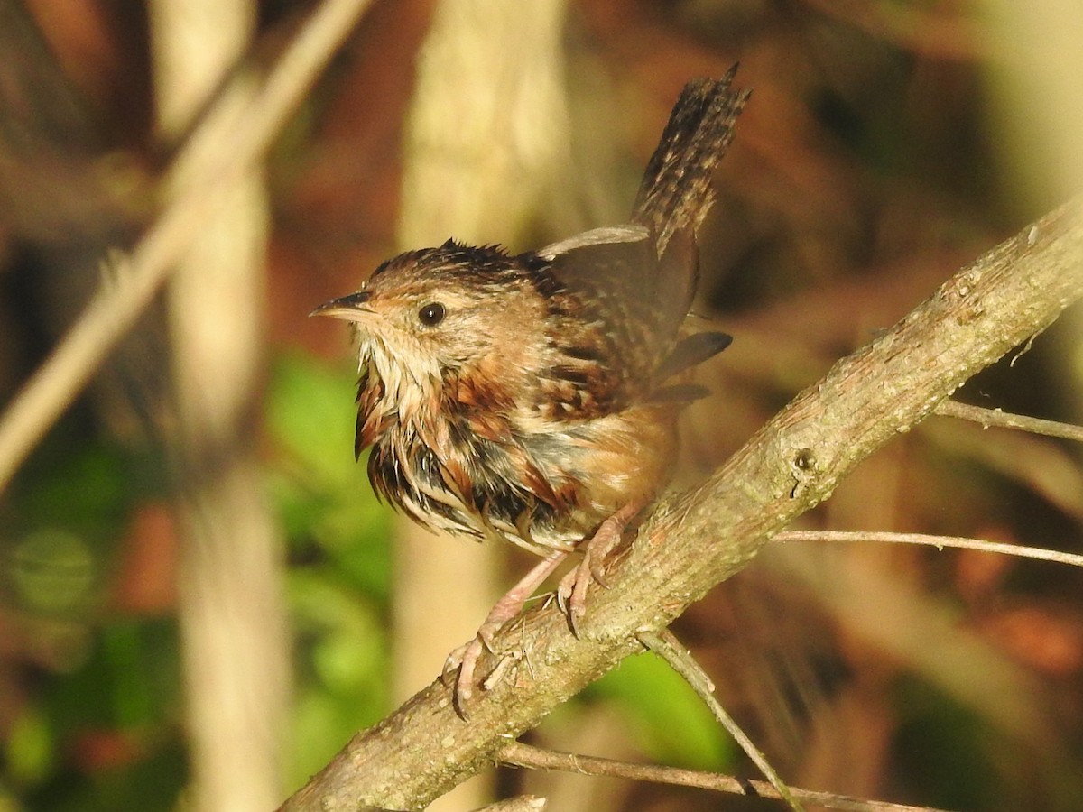 Sedge Wren - ML614071101