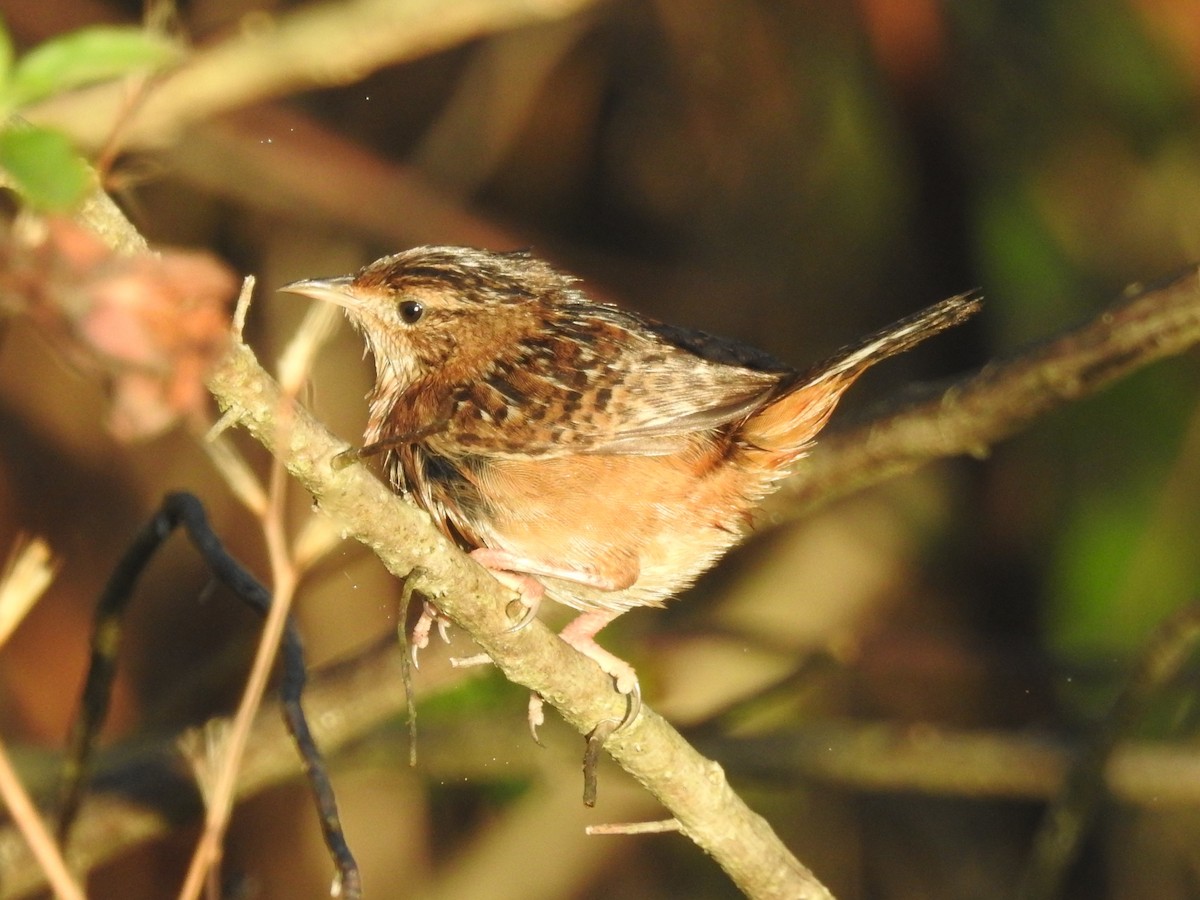 Sedge Wren - ML614071102