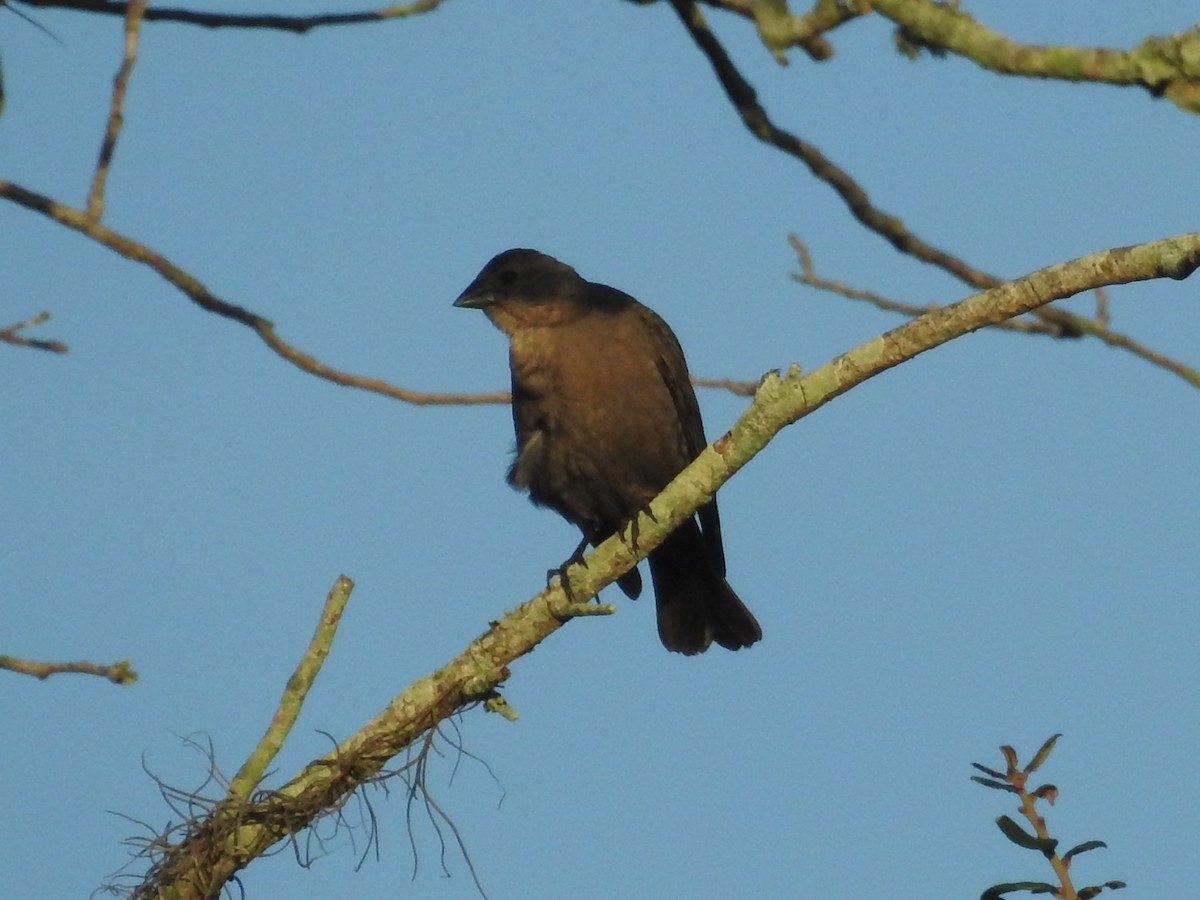 Brown-headed Cowbird - ML614071112