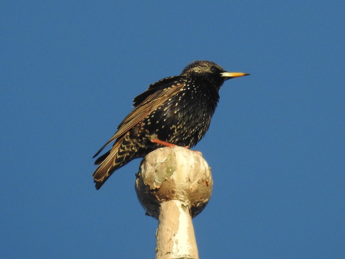 European Starling - ML614071116