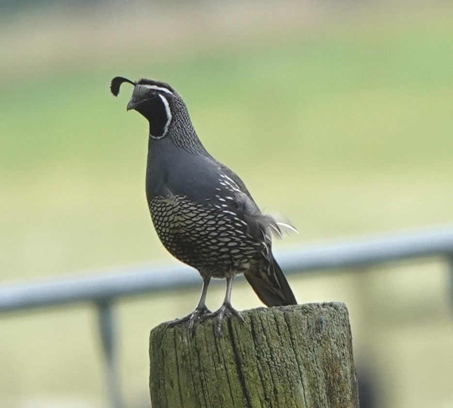 California Quail - ML614071150