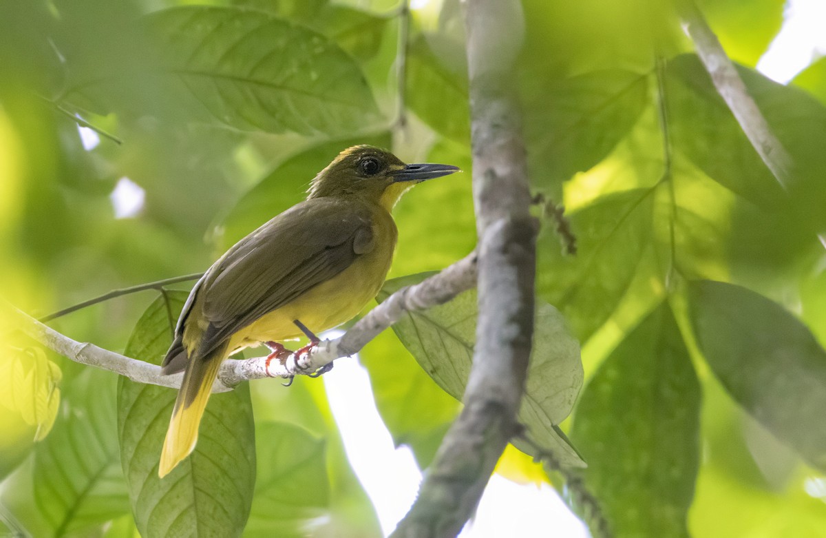 Bulbul Colidorado - ML614071156