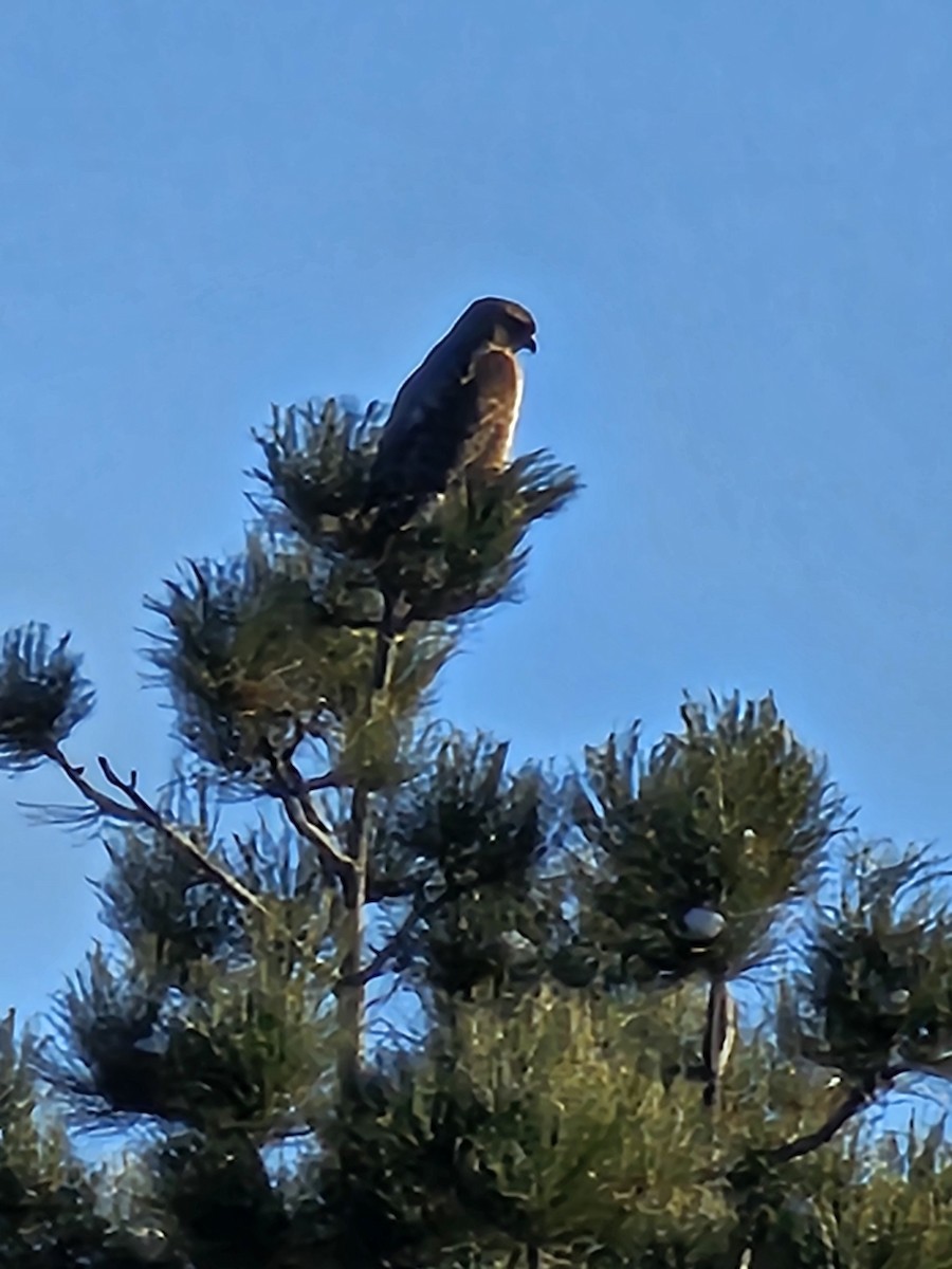 Red-tailed Hawk - ML614071273