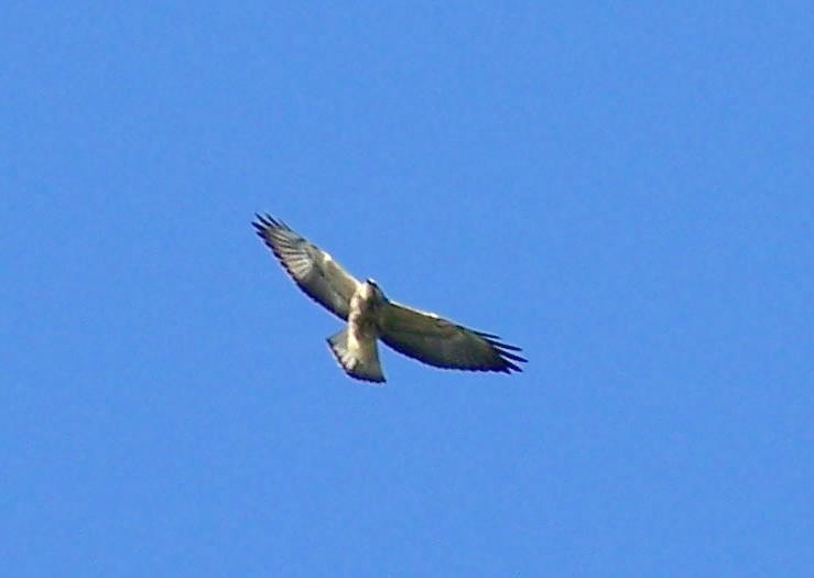 Swainson's Hawk - ML614071334