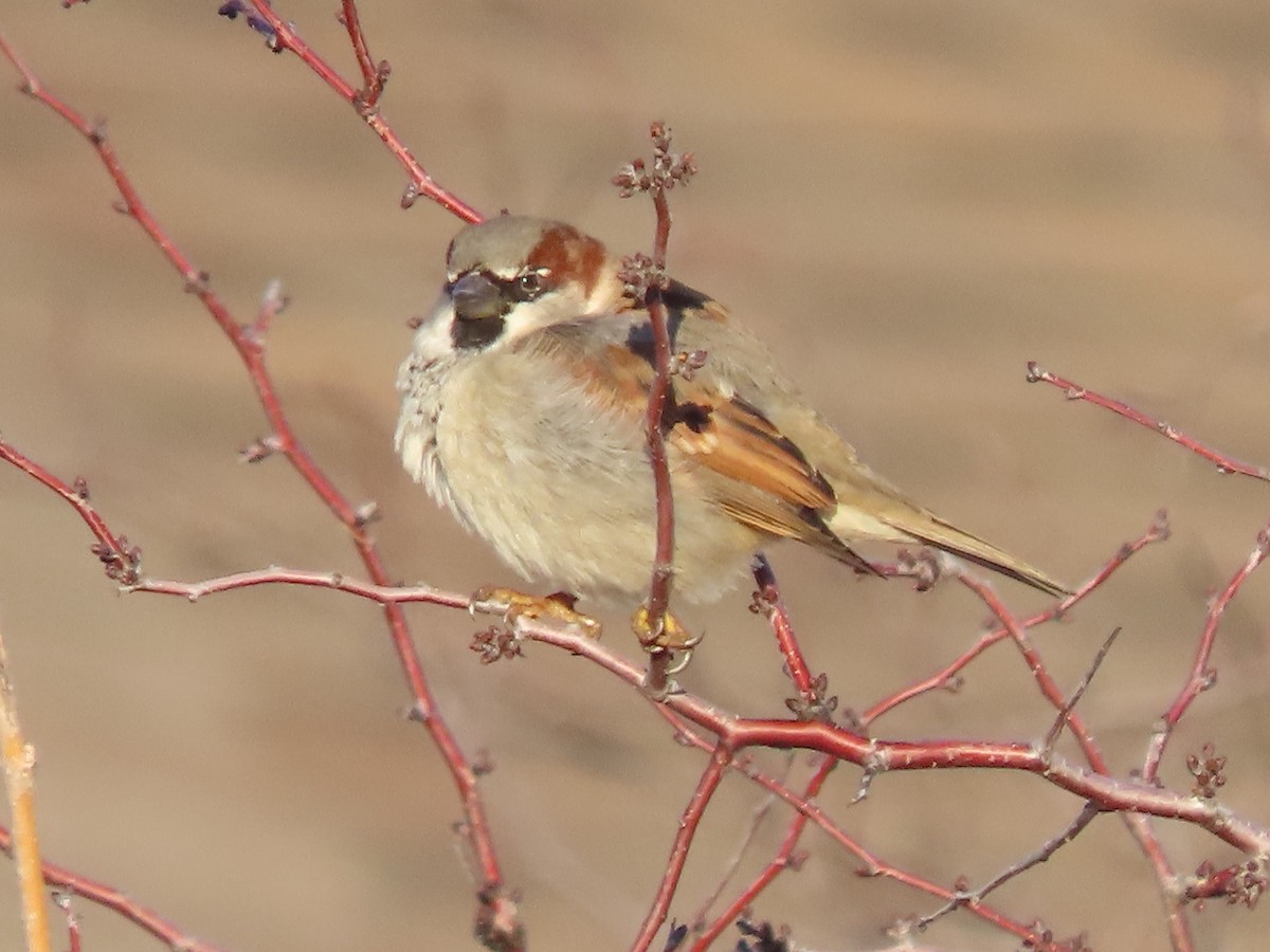 Moineau domestique - ML614071376