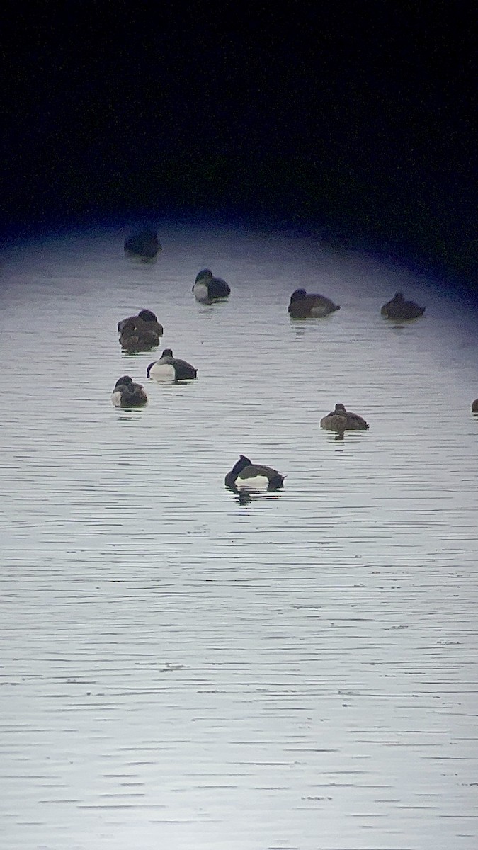 Tufted Duck x scaup sp. (hybrid) - ML614071467