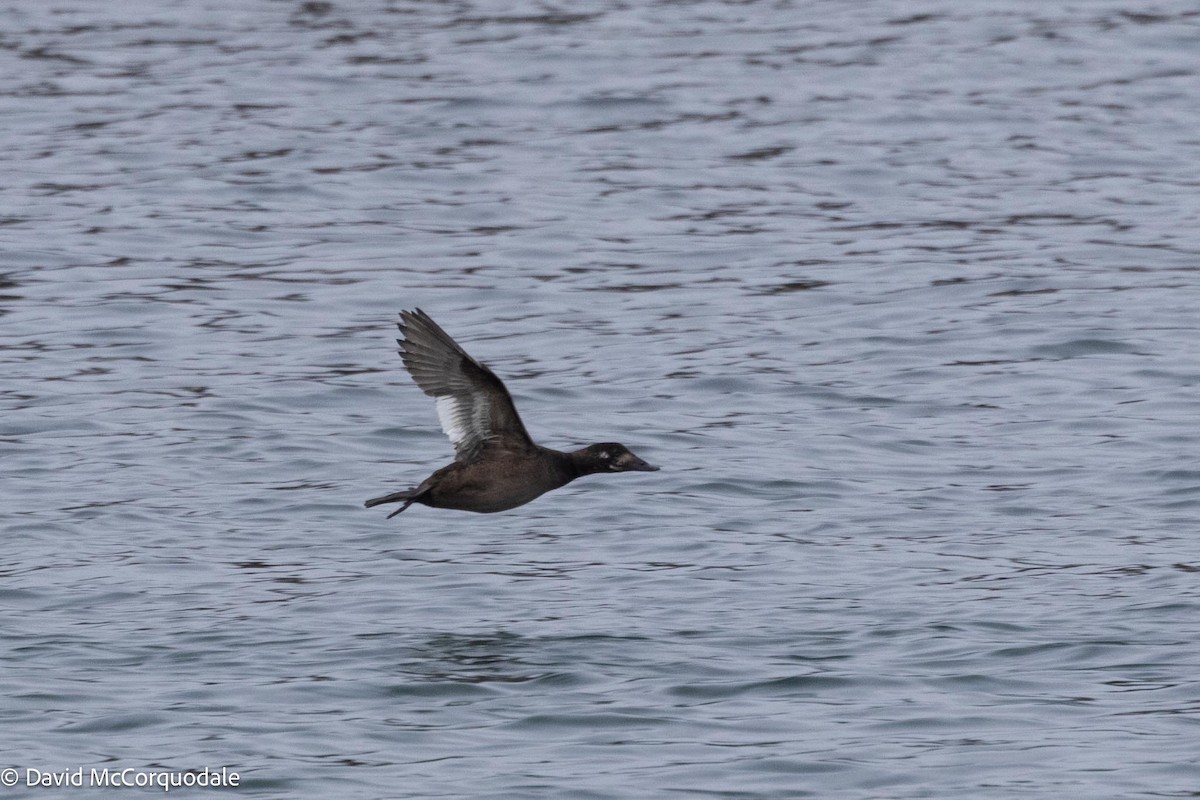 White-winged Scoter - ML614071480