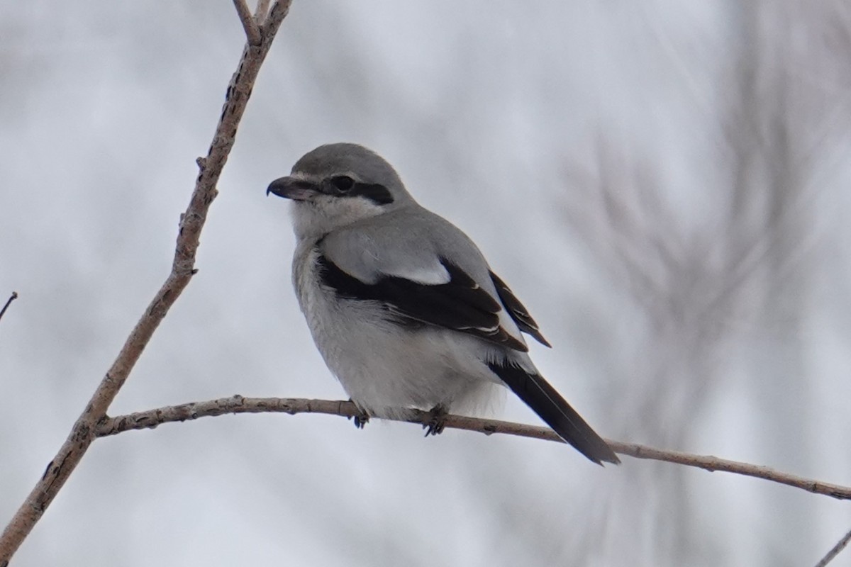 Northern Shrike - ML614071482