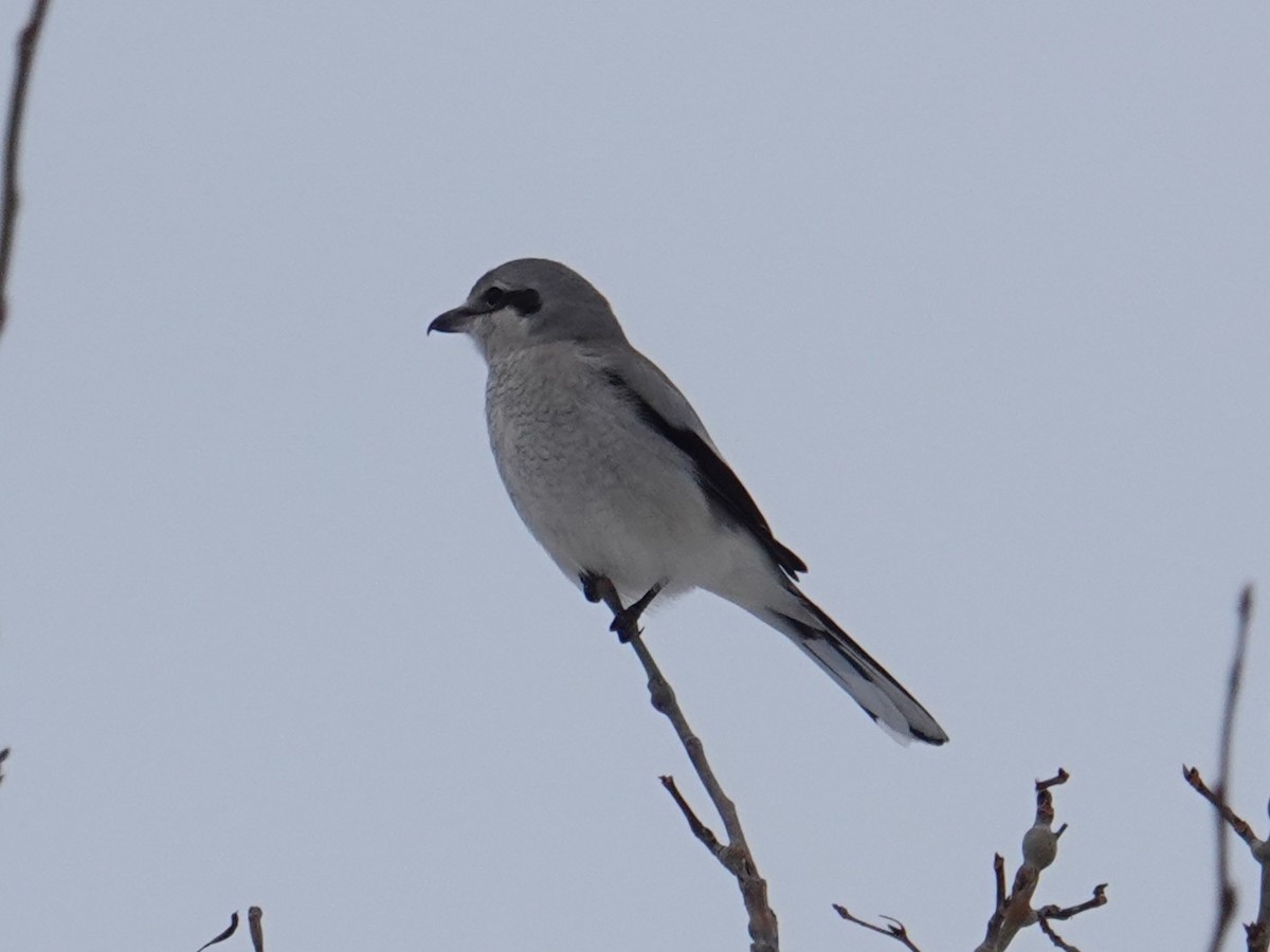 חנקן צפוני - ML614071483