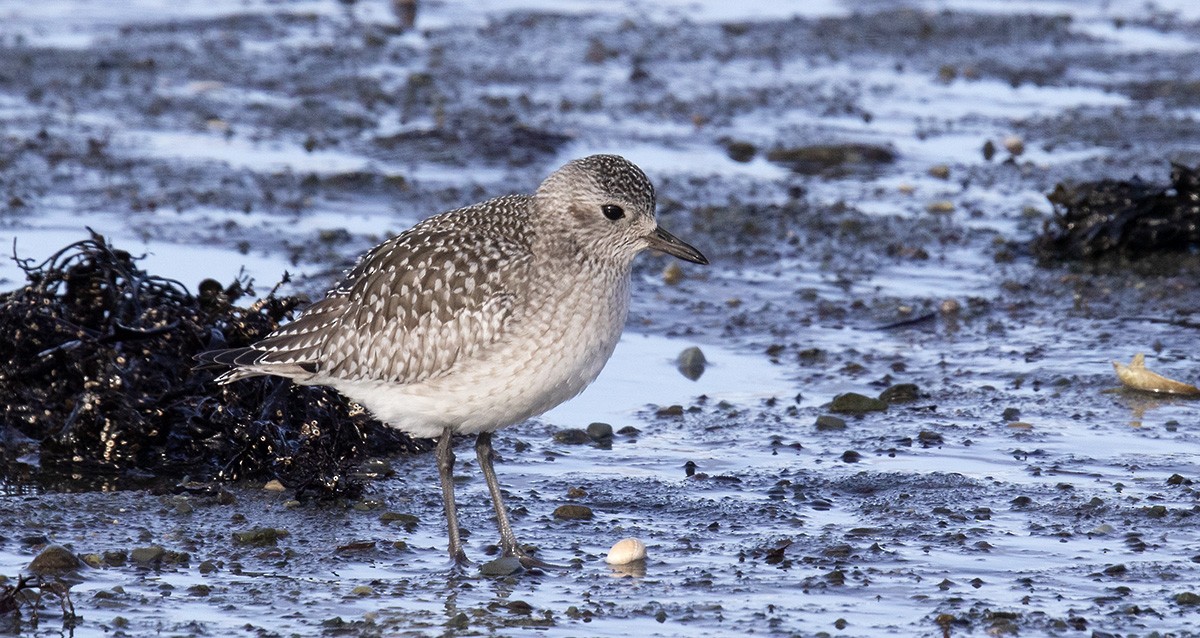 Black-bellied Plover - ML614071565