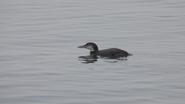 Common Loon - ML614071616