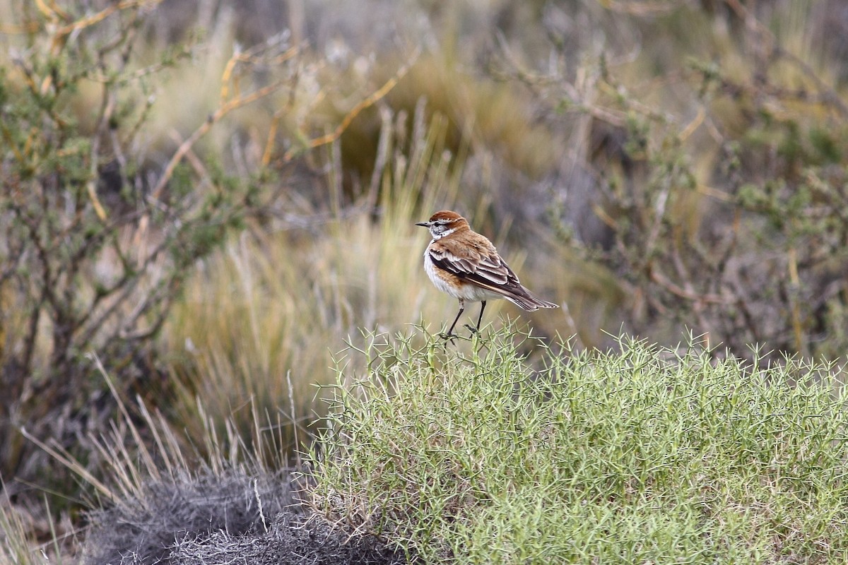 セアカシロタイランチョウ - ML614071724